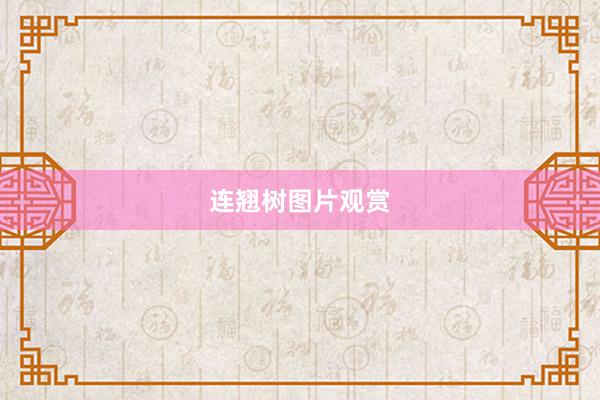 连翘树图片观赏